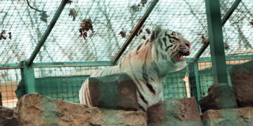 В Таиланде сильно страдают любимые туристами животные