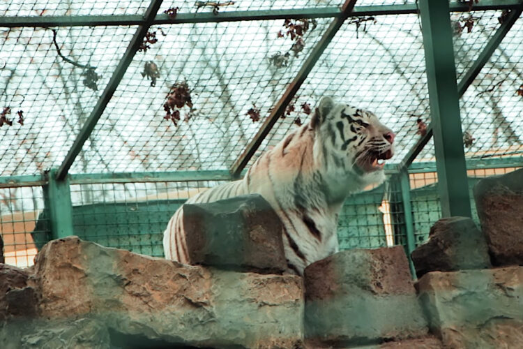 В Таиланде сильно страдают любимые туристами животные