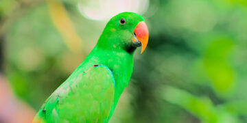 Как проходит изоляция при полете на Бали