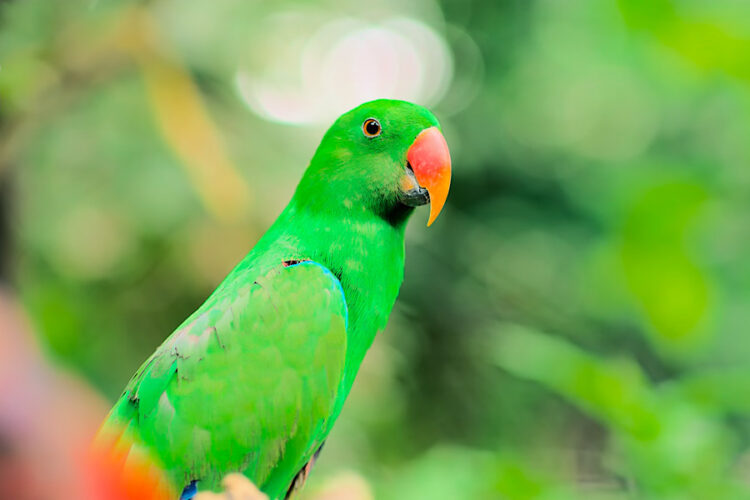 Как проходит изоляция при полете на Бали