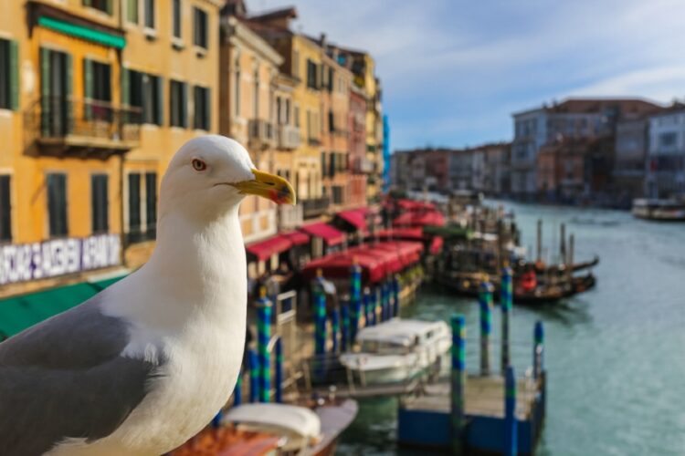 новость 30-03-2022 Туристам в Венеции начнут раздавать пистолеты