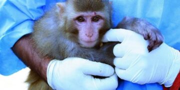 новость 30-05-2022 На популярных курортах зафиксированы первые случаи заболевания оспой обезьян