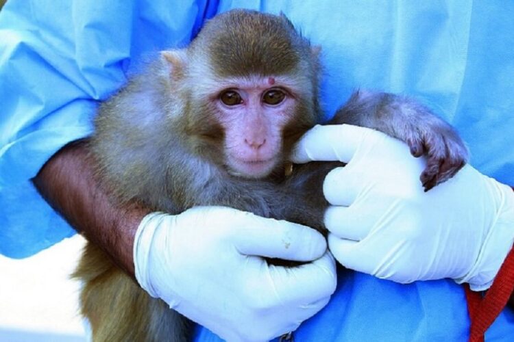 новость 30-05-2022 На популярных курортах зафиксированы первые случаи заболевания оспой обезьян