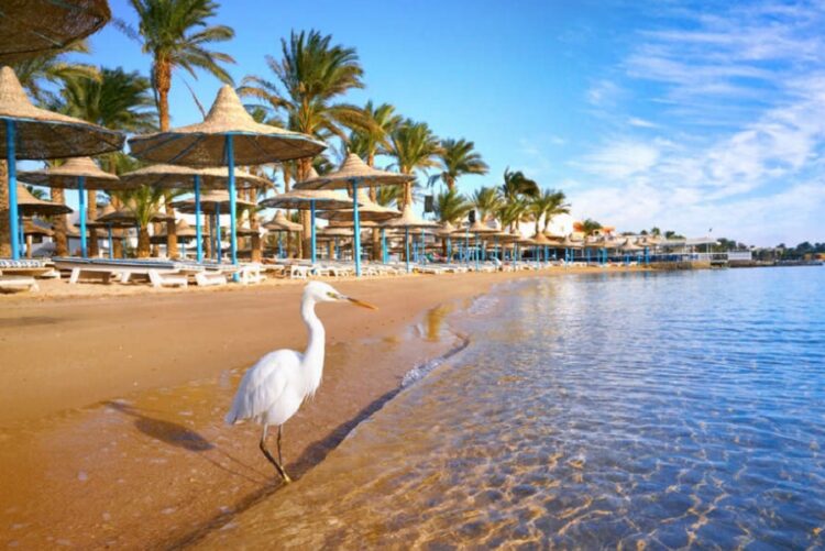 новость 02-06-2022 Не менее 140 000 российских туристов отправит в Египет TEZ TOUR