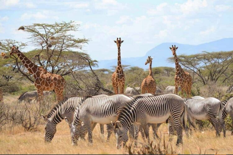 новость 06-06-2022 Ассортимент "Русского Экспресса" пополнился новыми предложениями
