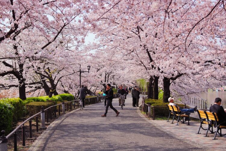 новость 22-12-2022 Российские туристы могут забронировать туры в Японию на Сакуру