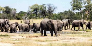 новость 29-03-2023 Поедут ли российские туристы в Зимбабве после заявления чиновника