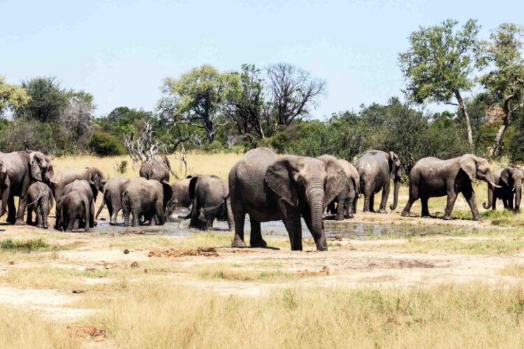 новость 29-03-2023 Поедут ли российские туристы в Зимбабве после заявления чиновника
