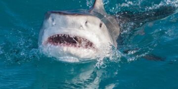 новость 22-06-2023 В Египте будут передавать данные о поведении акул на спутники связи