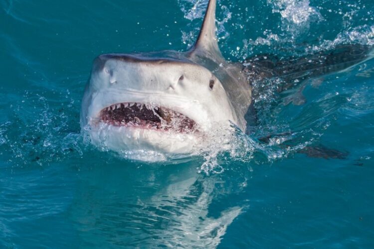 новость 22-06-2023 В Египте будут передавать данные о поведении акул на спутники связи