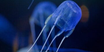 новость 30-06-2023 Туристка дотронулась до коробчатой медузы и погибла