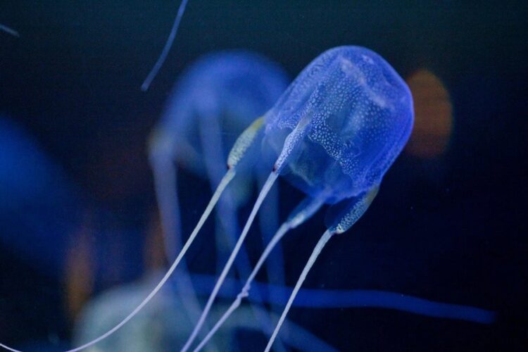 новость 30-06-2023 Туристка дотронулась до коробчатой медузы и погибла