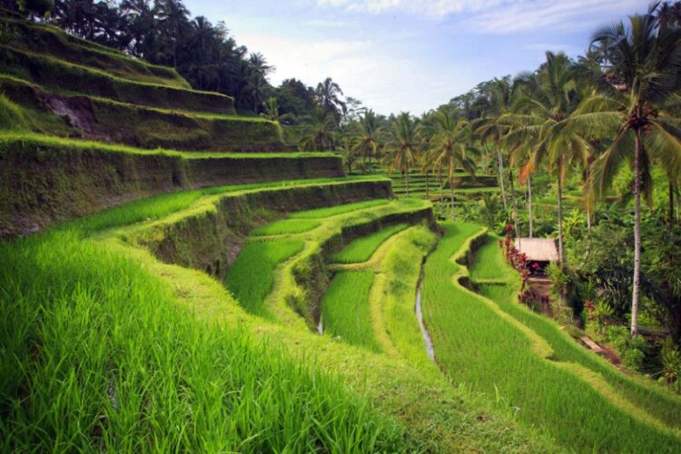 новость 13-06-2023 На Бали - без вакцинного паспорта