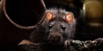 новость 05-09-2023 Полчища крыс атаковали популярный туристический город Европы