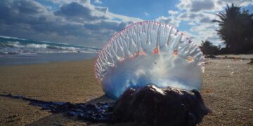 новость 20-09-2023 На Бали зафиксированы случаи появления португальских корабликов