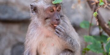 новость 31-10-2023 В Камбодже макака изнасиловала туриста в гостиничном номере