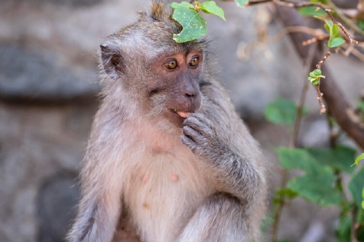 новость 31-10-2023 В Камбодже макака изнасиловала туриста в гостиничном номере