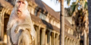 новость 03-11-2023 Зоологи объяснили, почему макака изнасиловала туриста