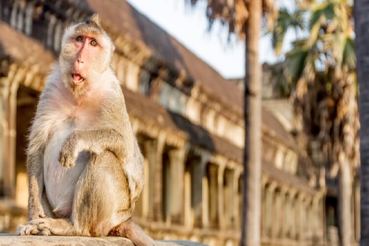 новость 03-11-2023 Зоологи объяснили, почему макака изнасиловала туриста