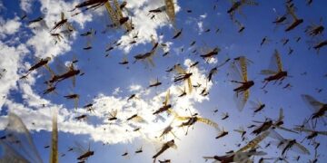 новость 18-12-2023 Нашествие саранчи в популярном туристическом городе Мексики вызвало панику у туристов