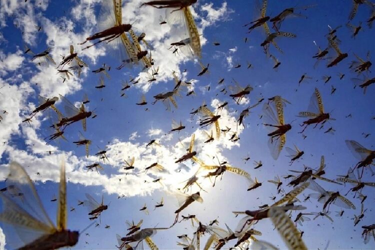 новость 18-12-2023 Нашествие саранчи в популярном туристическом городе Мексики вызвало панику у туристов