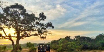 новость 16-01-2024 На Шри-Ланке затопило национальный парк Яла