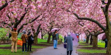новость 25-01-2024 Стоимость туров в Японию на цветение сакуры
