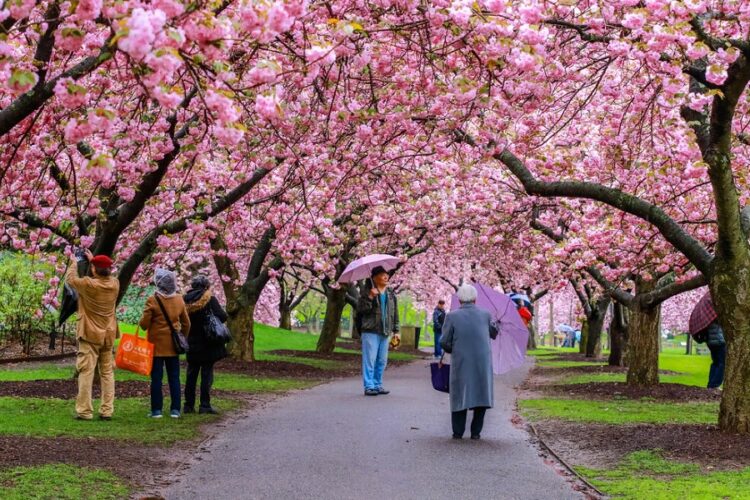 новость 25-01-2024 Стоимость туров в Японию на цветение сакуры