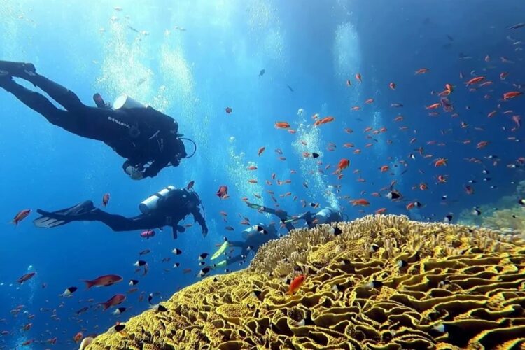 новость 24-12-2024 В Египте ужесточили правила безопасности для сафари-дайвинга