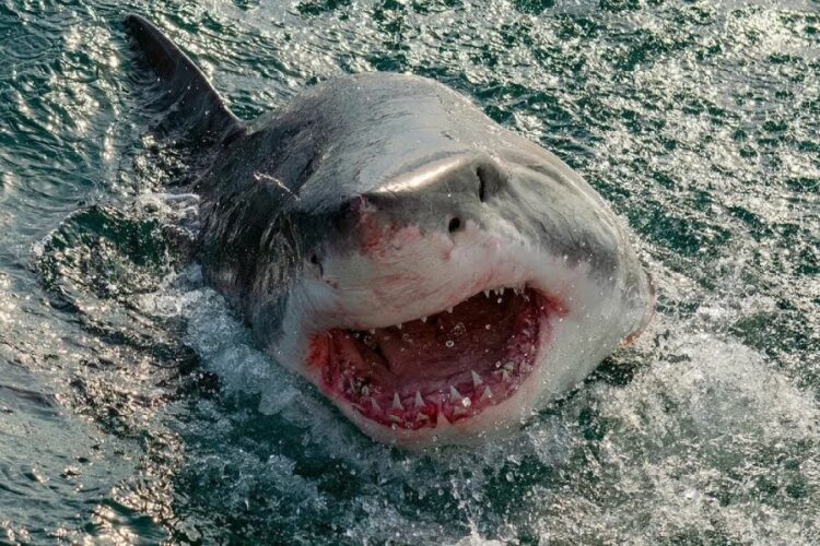 новость 05-01-2025 Дополнительные меры безопасности ввели в Египте после нападения акулы