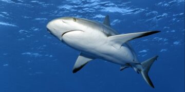 новость 05-01-2025 В Египте рассказали, что на итальянских туристов напала акула-мако