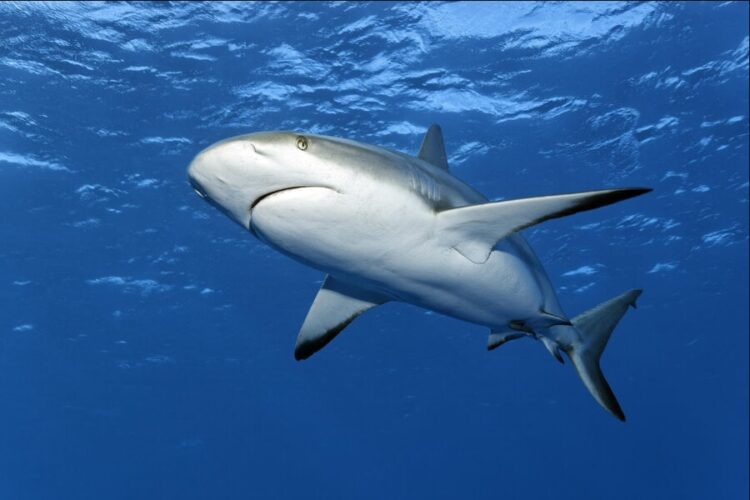 новость 05-01-2025 В Египте рассказали, что на итальянских туристов напала акула-мако