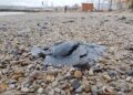 новость 07-01-2025 В Балаклавской бухте были обнаружены следы мазута