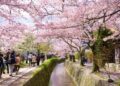 новость 03-03-2025 Туристы могут увидеть цветение сакуры в Японии за 29 000 рублей