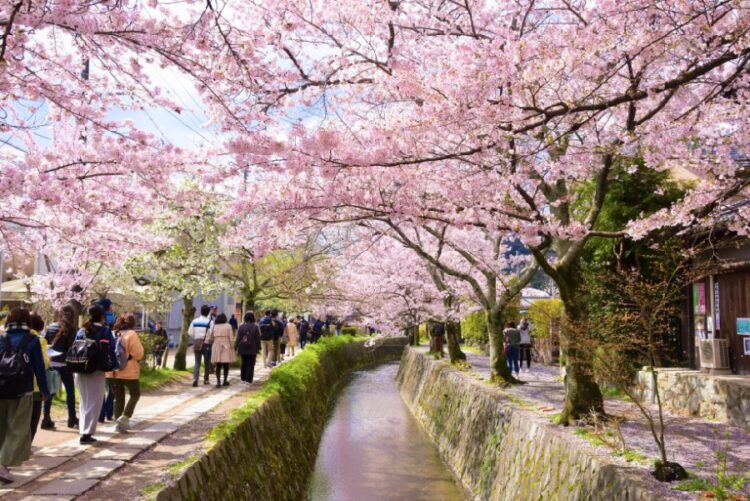 новость 03-03-2025 Туристы могут увидеть цветение сакуры в Японии за 29 000 рублей