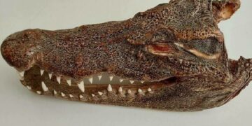 новость 11-04-2025 Турист привез из Таиланда голову крокодила