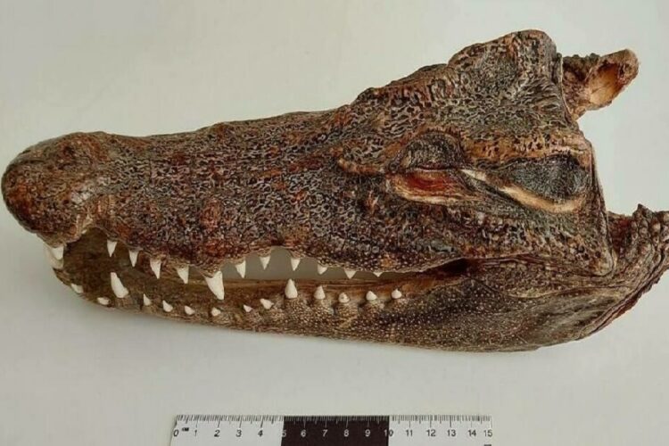 новость 11-04-2025 Турист привез из Таиланда голову крокодила