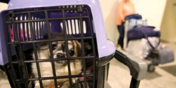 новость 30-04-2025 Туристы требуют уделить внимание проблеме безопасности транспортировки животных