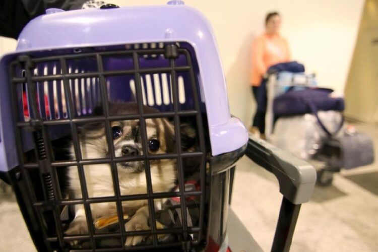 новость 30-04-2025 Туристы требуют уделить внимание проблеме безопасности транспортировки животных