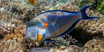 новость 24-05-2025 Российская туристка едва не лишилась ноги из-за встречи с рыбой-хирургом