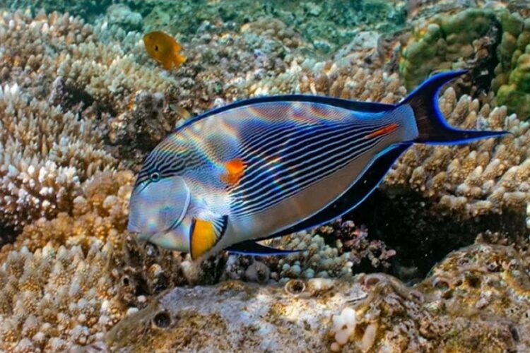 новость 24-05-2025 Российская туристка едва не лишилась ноги из-за встречи с рыбой-хирургом