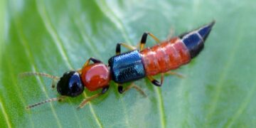 новость 26-05-2025 В Нячанге нашествие жуков томкатов