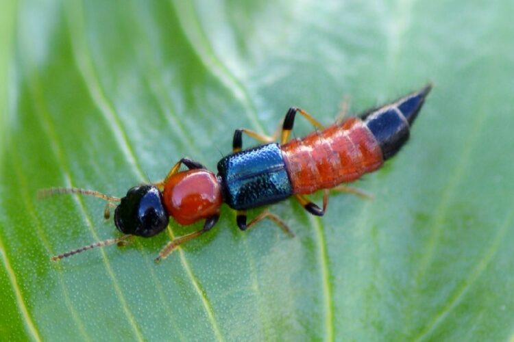 новость 26-05-2025 В Нячанге нашествие жуков томкатов