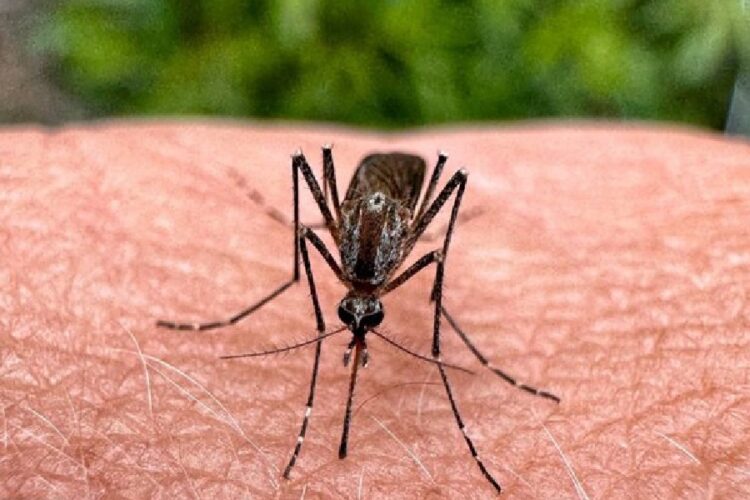 новость 29-05-20-2025 Комары-переносчики чикунгуньи обнаружены в Крыму и Краснодаре