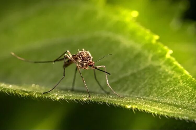 новость 25-05-2025Роспотребнадзор предупреждает о росте инфицирования желтой лихорадкой