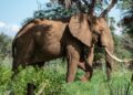 новость 11-06-2025 В Таиланде туриста за серию фотографий с диким слоном оштрафовали