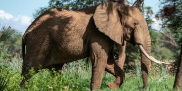 новость 11-06-2025 В Таиланде туриста за серию фотографий с диким слоном оштрафовали