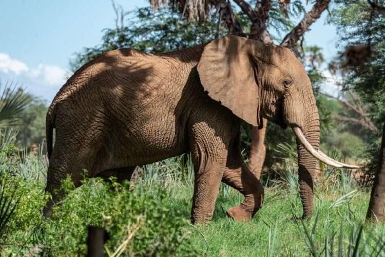 новость 11-06-2025 В Таиланде туриста за серию фотографий с диким слоном оштрафовали