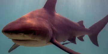 новость 07-05-2025 Появление акулы в прибрежной зоне заинтересовало морских биологов