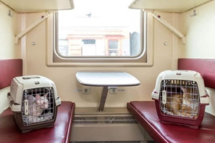 новость 19-05-2025 Крымские поезда упростили правила перевозки питомцев в вагонах купе